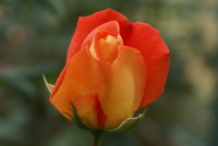 ルイ ドゥ フューネ