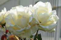 銀世界（ギンセカイ）