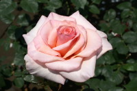 賛美（サンビ）