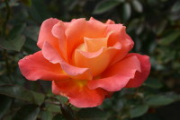 ダニエル ギラン