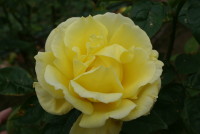 ドフト ゴールド