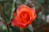 プリンセス ミチコ