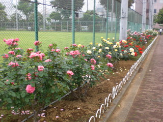 バラ花壇①