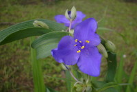 ムラサキツユクサ