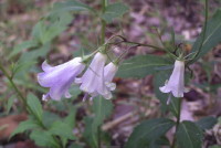 ツリガネニンジン