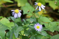 カントウヨメナ