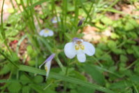 ムラサキサギゴケ